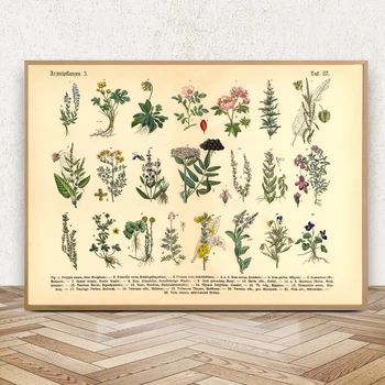 Реколта Плакати с Ботанически Билки и Лечебни Растения и Щампи Начало Декор на Стените на Платното за Картини за Кухня Всекидневна